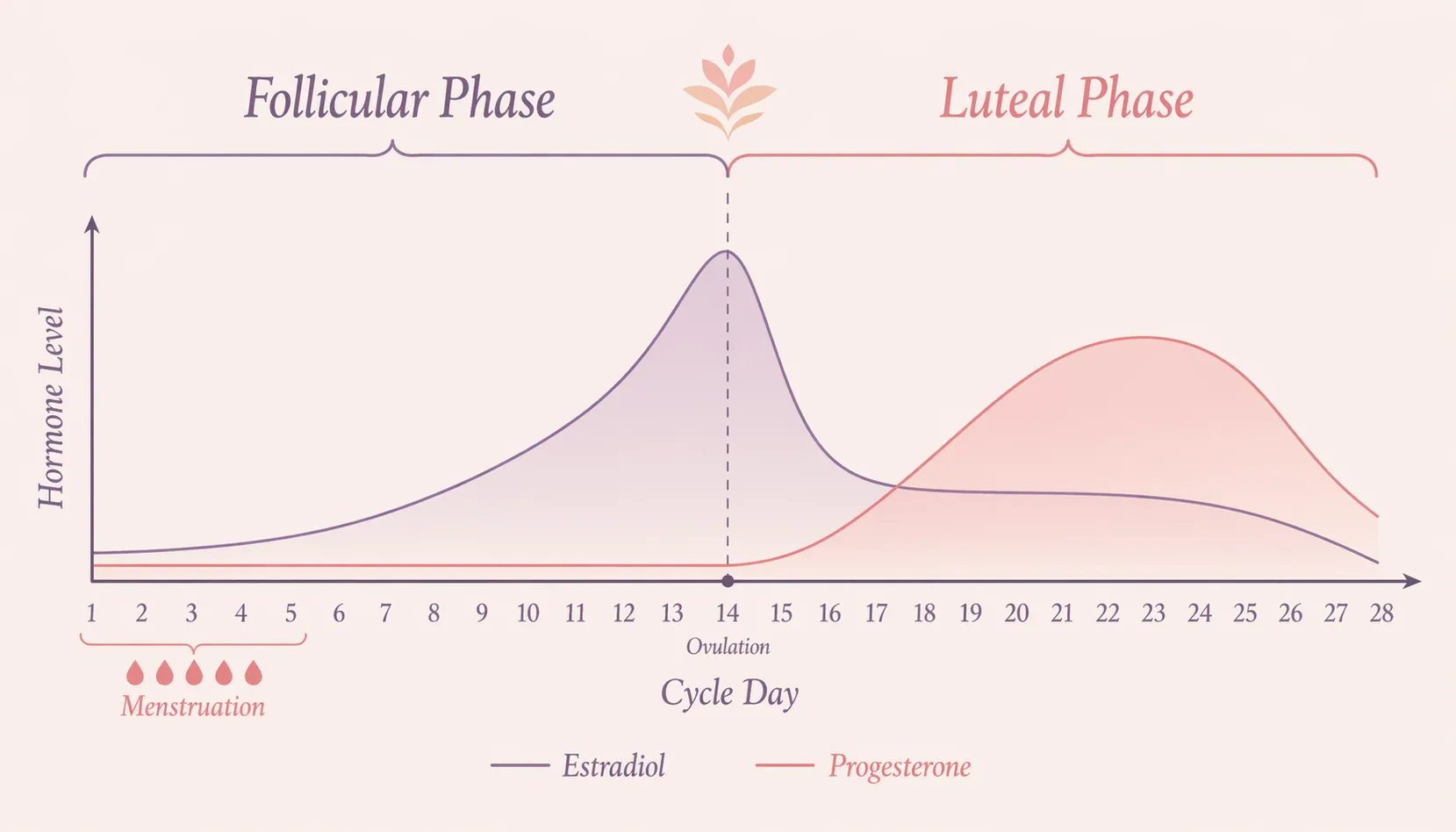 A chart of the menstrual cycle showing the follicular and luteal phases with estradiol and progesterone curves